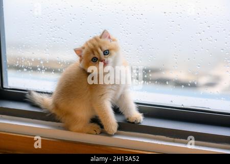 British Shorthair kittens golden color sitting in a cute pose He was playing mischievously by the window of the house, a pure and beautiful pedigree k Stock Photo