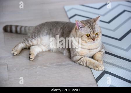 Young tabby cat laying down comfortably and relaxing on the floor of the house, top view of the British Short Hair. Silver chocolate lying down and lo Stock Photo