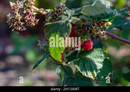 Raspberries on branches. Red raspberries ripening on the farmer's bed. Growing berries. Selective focus. Stock Photo