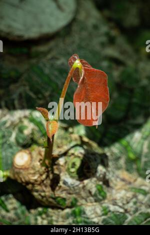Orange spring leaves budding new life on the tree Stock Photo