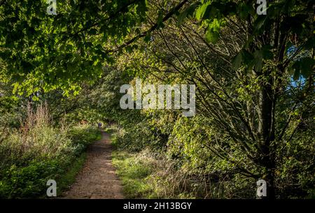 People walking on a bridleway through a typical woodland of deciduous trees. Stock Photo