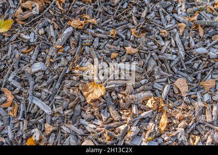 Wood processed into chips for mulching soil in order to enrich soil. Wood chips scattered background with fallen autumn leaves Stock Photo