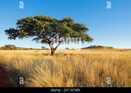 African camel-thorn tree (Vachellia erioloba) in grassland, South Africa Stock Photo