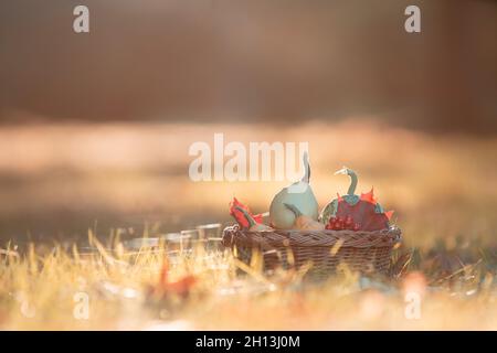 Basket full of pumpkins in the grass during warm  autumn evening,september Stock Photo