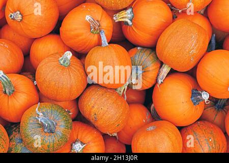 Many small orange 'Little Halloween' carving pumpkins Stock Photo