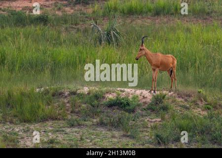 Jackson's Hartebeest - Alcelaphus buselaphus lelwel, large antelope from African savannahs, Murchison falls National Park, Uganda. Stock Photo