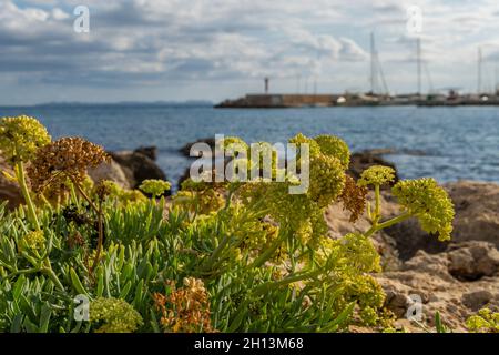 Close-up of the Mediterranean Sea fennel plant, Crithmum maritimum. In the background, out of focus, a general view of Sa Rapita marina in the Mallorc Stock Photo