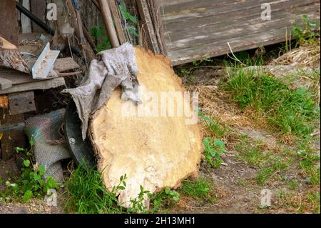 cut birch trunk in the village, in summer Stock Photo