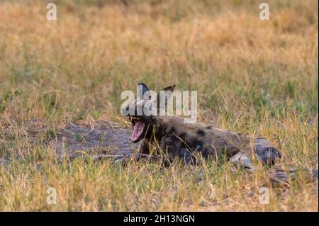 An African wild dog, Lycaon pictus, yawning in Chobe National Park's Savuti marsh. Botswana. Stock Photo