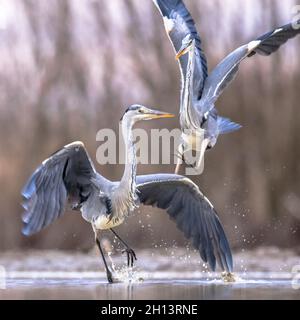 Two Grey herons fighting over territory at Lake Csaj, Kiskunsagi National Park, Pusztaszer, Hungary. February. The Grey Heron is a predatory bird livn Stock Photo