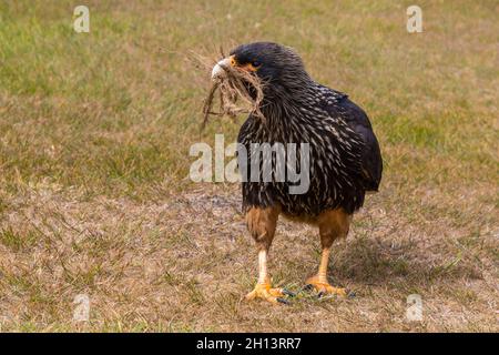 A striated caracara, Phalcoboenus australis, collecting ropes from a door mat to build its nest. Sea Lion Island, Falkland Islands Stock Photo