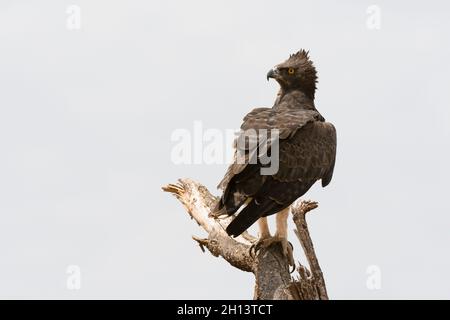A martial eagle, Polemaetus bellicosus, perched on a tree branch surveying the savannah, Samburu National Reserve, Kenya. Kenya. Stock Photo