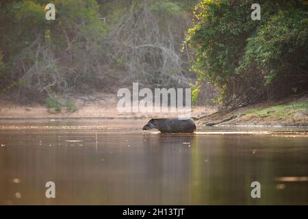 A Tapir (Tapirus terrestris) crossing a river in North Pantanal Stock Photo