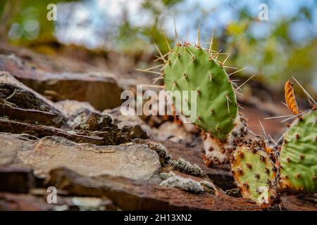 Cactus plant grows out of the slate stone wall Stock Photo
