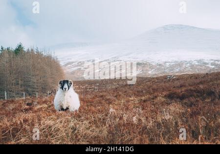 Lonely sheep grazing on the Scottish Highlands meadows. Early march spring landscape photo under Ben Nevis mountain - the UK's highest point. Stock Photo