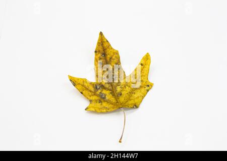 Photograph of an ocher colored leaf from a tree in autumn, isolated on white background Stock Photo