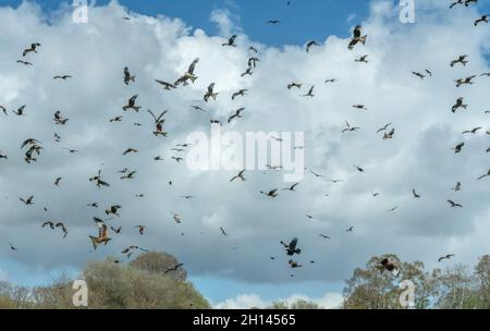 Masses of Red Kite, Milvus milvus, in flight at Gigrin Farm Red kite feeding centre, Wales. Stock Photo