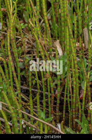 Water Horsetail, Equisetum fluviatile, growing en masse in lake, Mendips. Stock Photo