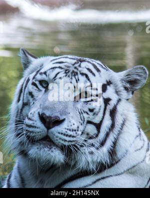 White Bengal Tiger with the scientific name "Panthera tigris tigris