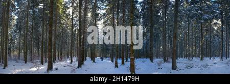 panoramic view of a fir forest under the snow, in Auvergne, Puy-de-Dome Stock Photo
