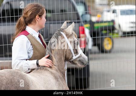 Llanelwedd, Powys, Wales, UK. 16th Oct, 2021. The sale starts with Welsh Mountain ponies Section A, Welsh Mountain ponies Section B, and part breds' on the first day of the Welsh Pony & Cob sale. The Welsh Pony & Cob Society Official Sale, which has attracted 403 entries from the membership, is held by their official auctioneers McCartneys and takes place over two days at The Royal Welsh Showground in Llanelwedd, Powys, UK, attracting an audience of thousands of Welsh Pony & Cob enthusiasts worldwide. Credit: Graham M. Lawrence/Alamy Live News Stock Photo