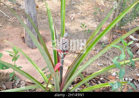Pineapple, growing pineapple plant, planted in a family garden without fertilizer, family farming, Brazil, South America with leaves and forage with Stock Photo