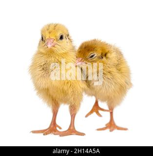 Two Japanese Quail, also known as Coturnix Quail, Coturnix japonica, 3 days old, in front of white background - Remastered Stock Photo