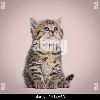 Cute Kitten British Shorthair, isolated on white Stock Photo