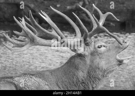 English Red Stag Deer displaying antlers, barking, howling & calling, in rutting, mating season. Woburn, England. Stock Photo