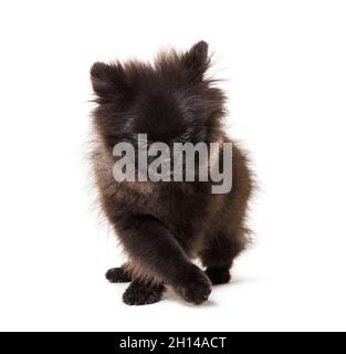 Puppy black spitz walking isolated on white Stock Photo