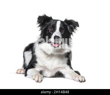 border collie panting, lying down, isolated on white Stock Photo