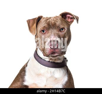 Head shot of a American Staffordshire terrier looking at camera and wearing a collar, isolated on white Stock Photo