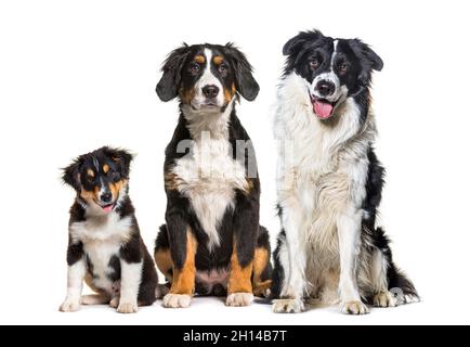 Group of three dogs sitting together in a row bernese Mountain Dog and border collie, looking at camera Stock Photo