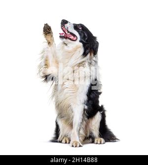 Border Collie On His Hind Legs Isolated On White Stock Photo