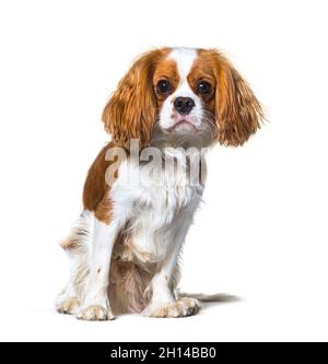 Cavalier King Charles Spaniel dog sitting in front, isolated Stock Photo