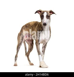 injured whippet dog sitting, bandaged paw,  isolated on white Stock Photo