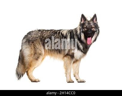 profile of standing old German herding dogs looking at camera and panting. This dog is also know as Altdeutsche Hütehunde or altdeutsche Schäferhunde Stock Photo