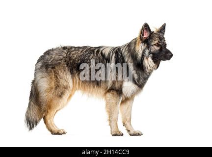profile of Old German herding dogs, also know as Altdeutsche Hütehunde or altdeutsche Schäferhunde Stock Photo