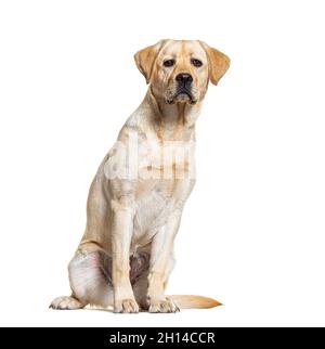 Yellow Labrador dog sitting, isolated Stock Photo