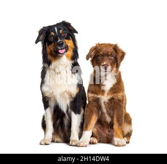 Two Australian shepherd dogs sitting together side by side and looking at camera, isolated on white Stock Photo