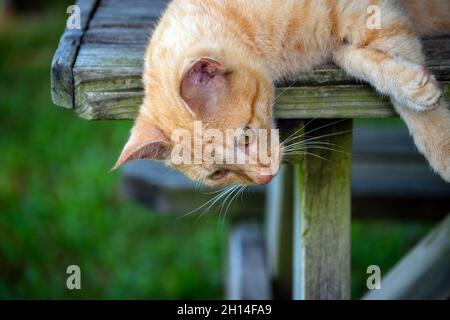 With his head dangling off the side of the wooden picnic table, this orange tabby cat seems to be enjoying the day in Missouri. Bokeh effect. Stock Photo