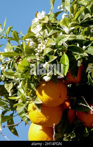 Fruits on Citrus aurantium tree Stock Photo