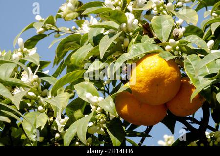 Citrus aurantium orange tree flower and fruit Stock Photo