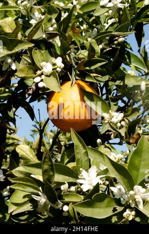 Orange citrus aurantium fruit and blooms on tree Stock Photo