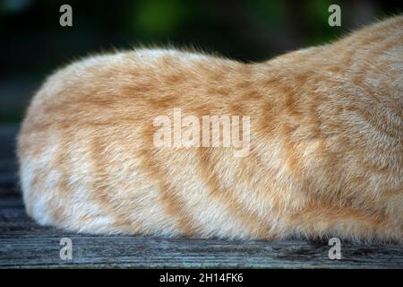 A short haired orange and white tabby cat has a pretty coat of fur. Bokeh effect. Stock Photo