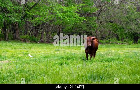 A red angus bull stands at attention in the green pasture on a warm sunny day in Missouri. Bokeh effect. Stock Photo