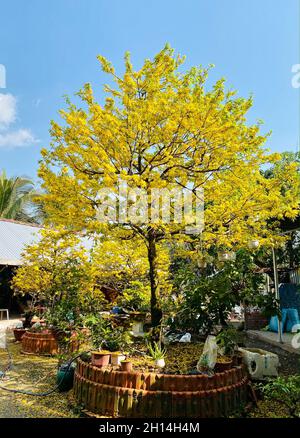 Ochna integerrima flowers (Hoa Mai Vang) at spring time in southern Vietnam. Stock Photo