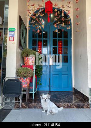 Saigon, Vietnam - Jan 26, 2021. Dog sitting in front of an old house in Saigon Downtown, Vietnam. Stock Photo