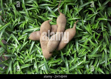 Top view of a Tamarind (Tamarindus indica) plant in a garden Stock Photo