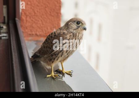 Young common kestrel (Falco tinnunculus) pictured in Prague, Czech Republic. The kestrel is pictured in the day when it flies for the first time. Stock Photo